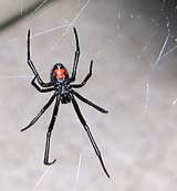 Black widow