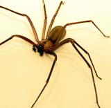 Brown recluse