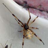 Brown widow