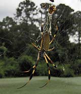 Golden silk spider