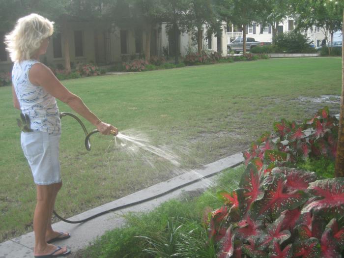 <p>Aqua Angel Debbie Austin waters Simonton Park.</p>