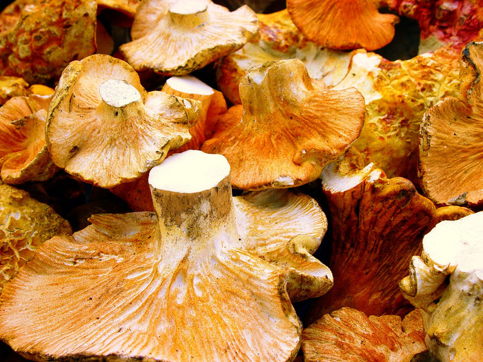 <p>Lovely chanterelle mushrooms, all you need to add is a bit of parsley, butter, and heat.</p>